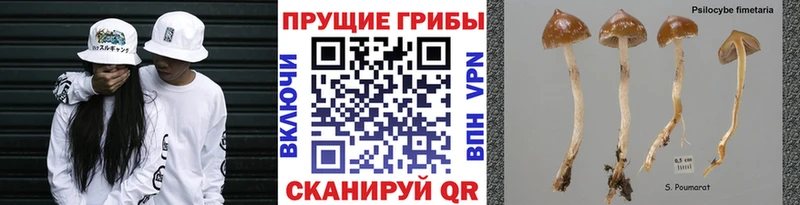 Галлюциногенные грибы GOLDEN TEACHER Купить закладки Белинский